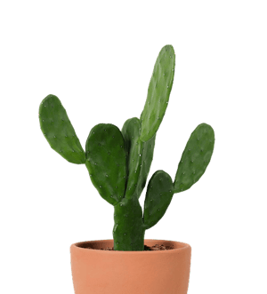bunny-ear-cactus